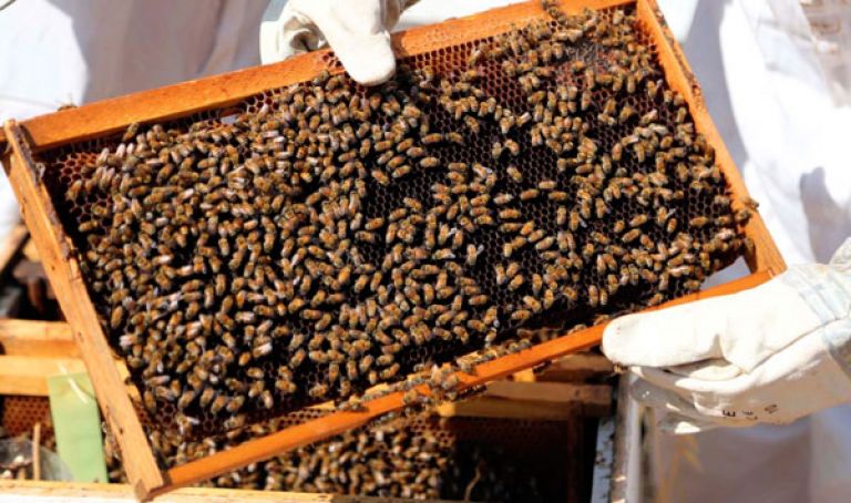يوم دراسي ودورة تكوينية لمربي النحل