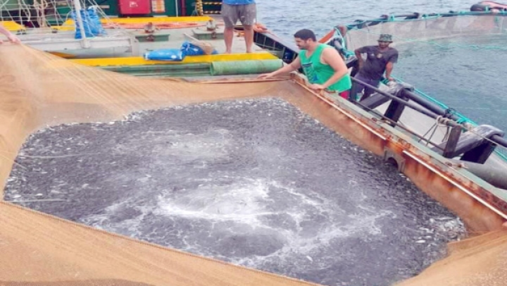 استزراع نصف مليون من صغار "القاجوج" الملكي