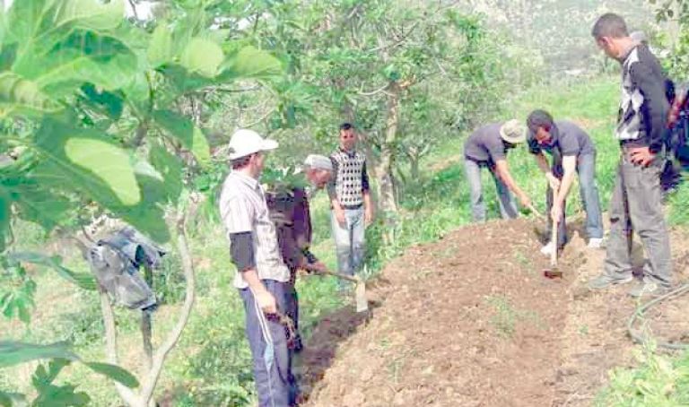 مبادرات لبعث النشاطات الفلاحية