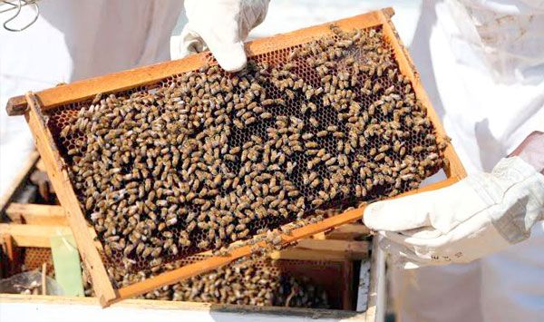 السعي إلى تسهيل إجراءات التصدير المساء