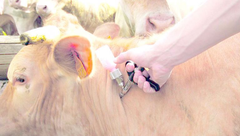 استنفار ببومرداس لحماية 27 ألف رأس بقر