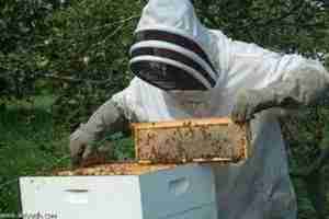 إنتاج 10 قناطير من العسل سنويا بتيارت