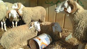 التحضير لعيد الأضحى المبارك ببلديات البيبان