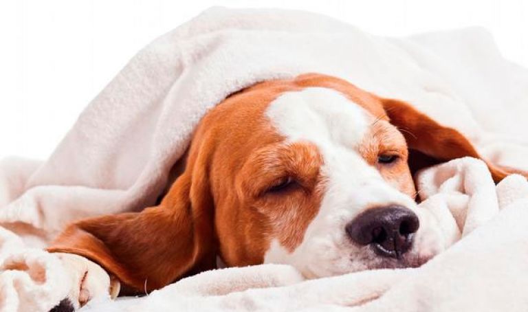 تحذير من ”إنفلونزا الكلاب” القاتلة