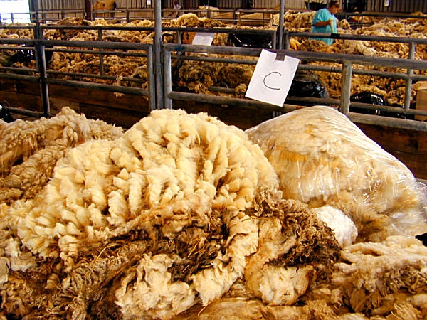 إنتاج أزيد من 57.000 قنطار من الصوف