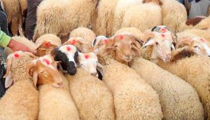 «لاتراكو» تتعاقد مع 35 مؤسسة لبيع الأضاحي بالتقسيط