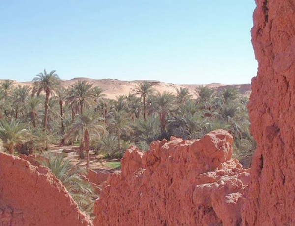 المعهد المتوسطي بتيميمون صرح علمي لتطوير الفلاحة الصحراوية
