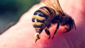 وخز النحل مفيد في علاج أطفال التوحد