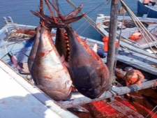 الإبقاء على حصة الجزائر من التونة الحمراء لسنة 2014 