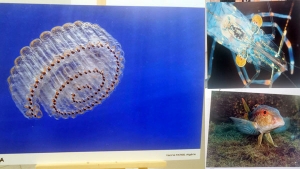 30 صورة تزين "رياس البحر"