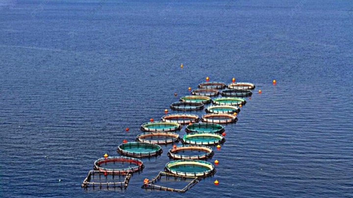 الإطار القانوني لتربية المائيات جاهز نهاية 2026