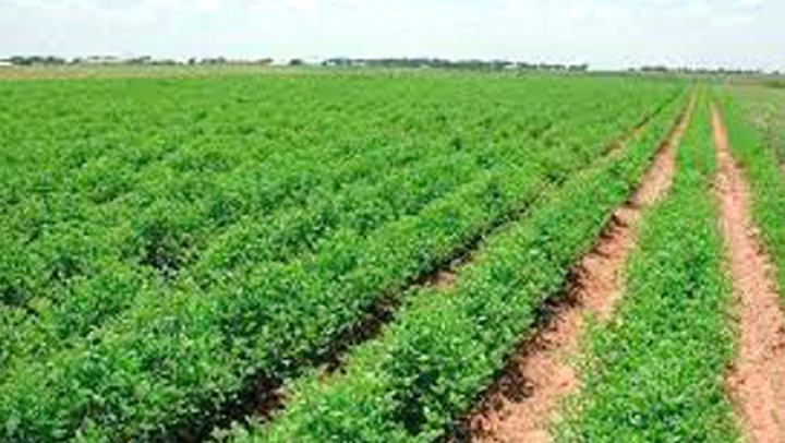 إمكانيات فلاحية ورعوية كبيرة