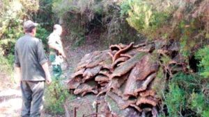 الشرطة الحراجية بسكيكدة تتعقب "مافيا" الغابات