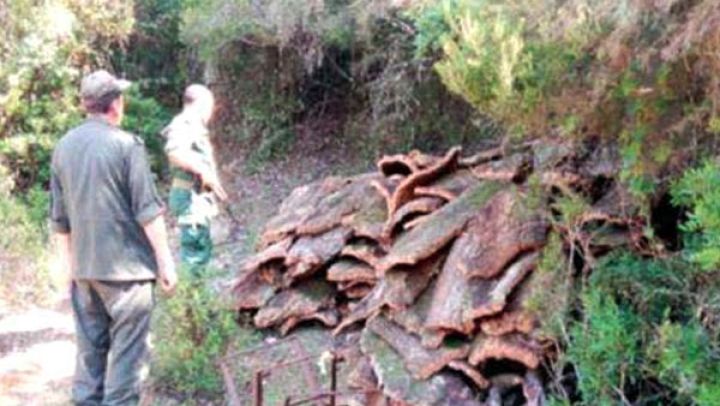 الشرطة الحراجية بسكيكدة تتعقب "مافيا" الغابات