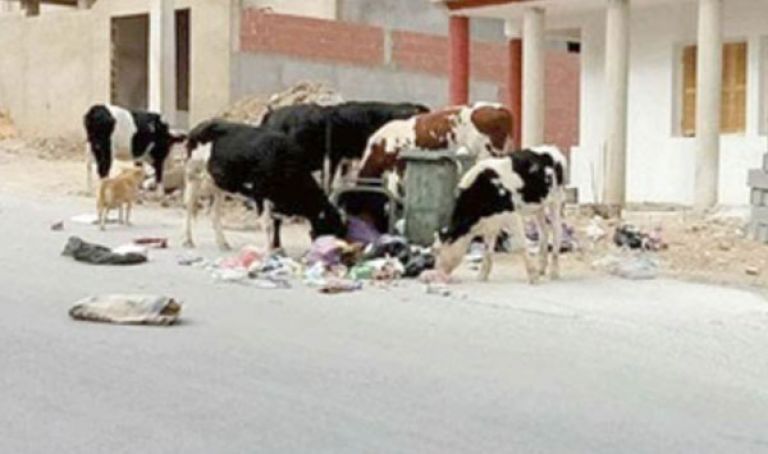 الكلاب المتشرّدة والأبقار المتجوّلة تزاحم السكان