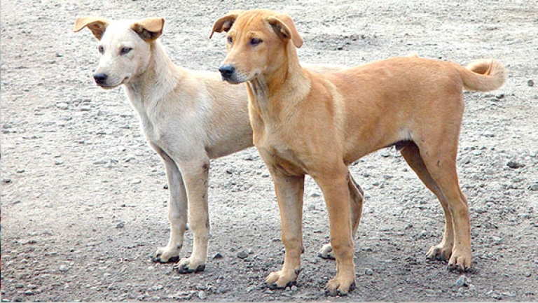 دعوة لتبني برنامج "القبض والتعقيم والتطعيم، ثم الإفراج"