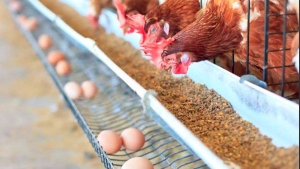 وزارة الفلاحة تنفي استيراد دجاج البيض