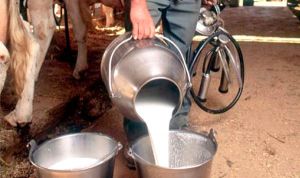 إنتاج 136 مليون لتر من الحليب