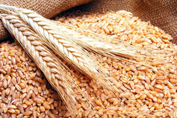 الجزائر استوردت ما قيمته 1.89 مليار دولار من الحبوب  