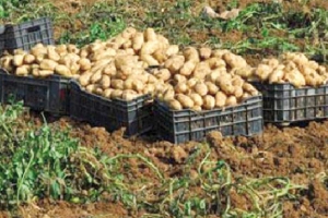 إنتاج 150 ألف قنطار من البطاطا