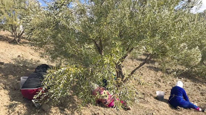 توقُّع جمع 15 مليون لتر من زيت الزيتون ببجاية