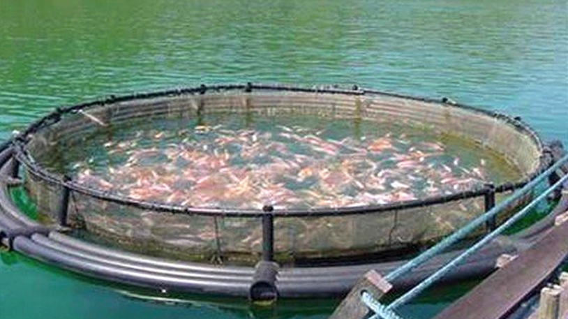 إلغاء عقود امتياز لـ 15 مشروعا لتربية المائيات بوهران