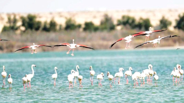 جهود مكثفة لحماية المناطق الرطبة