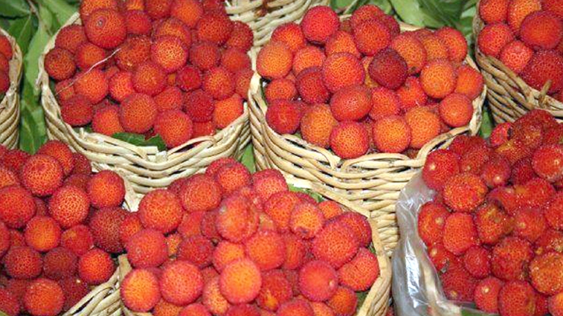 انطلاق جني فاكهة 