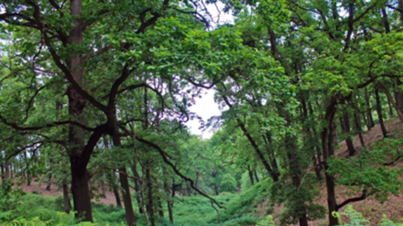 خطوة لحماية الفضاءات الطبيعية بسرايدي وشطايبي