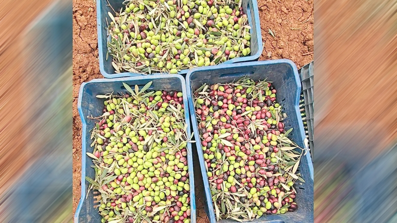 إنتاج فلاحي وفير هذا العام