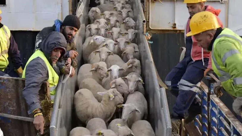 وصول أول شحنة من الأغنام المستوردة تحسّبا لعيد الأضحى