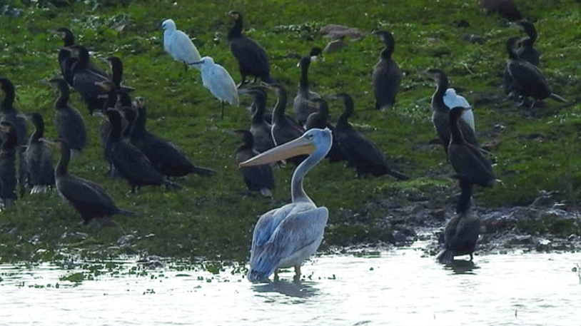 خرجات لمتابعة الإحصاء الشتوي للطيور المهاجرة